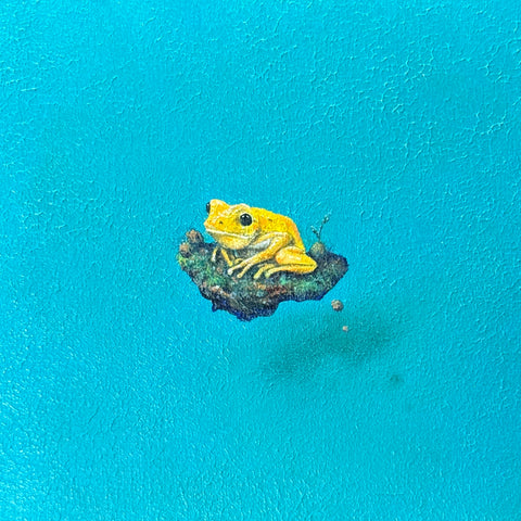 Golden Poison Dart Frog "float" (S0)