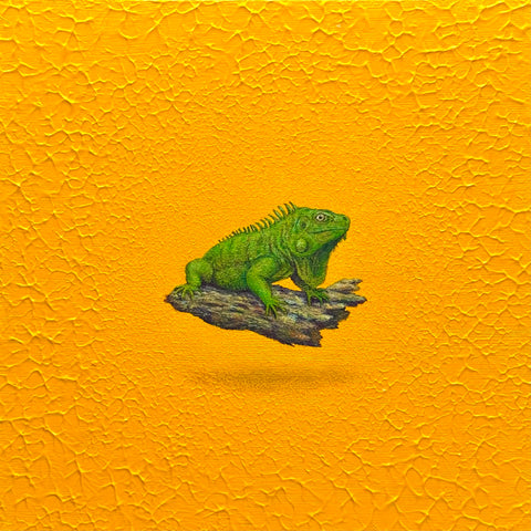 Green Iguana "float"(S0)