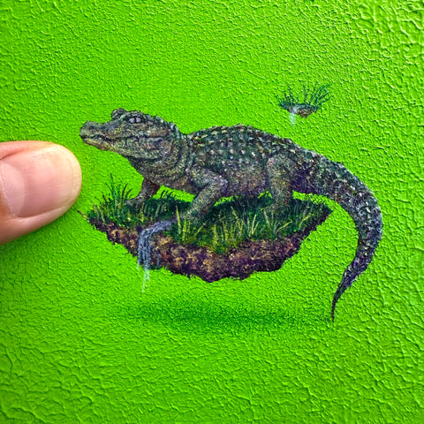 Chinese alligator "float"(S0)