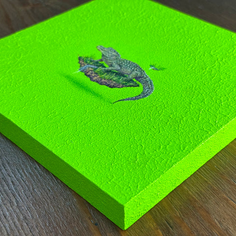 Chinese alligator "float"(S0)