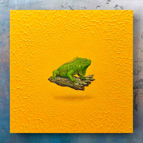 Green Iguana "float"(S0)