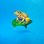 Golden Tree Frog and Leaf “float” (S0)