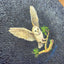 Barn Owl "float" (S0)(S0)