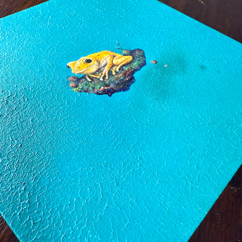 Golden Poison Dart Frog "float" (S0)