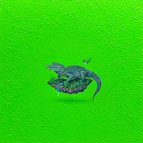 Chinese alligator "float"(S0)