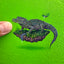 Chinese alligator "float"(S0)