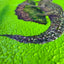 Chinese alligator "float"(S0)